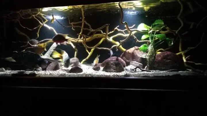 Kluczowe czynniki wyboru akwarium