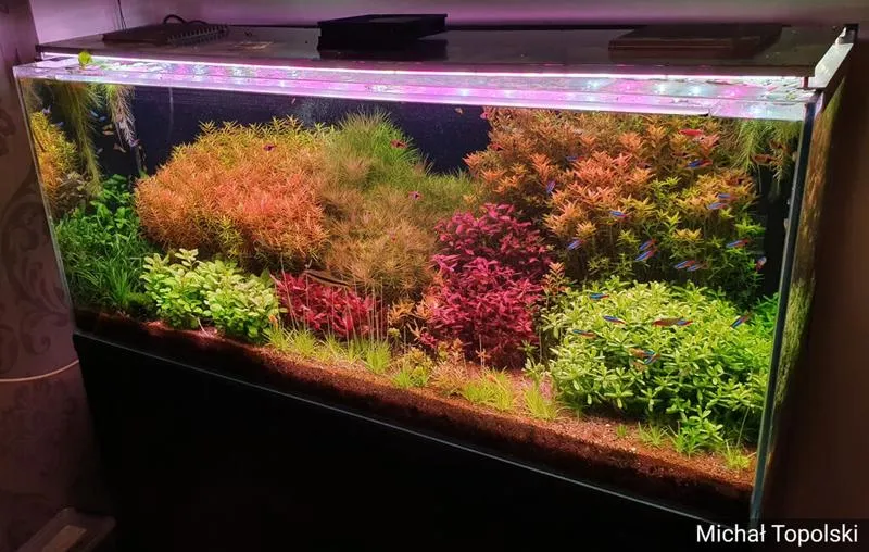 Kluczowe parametry wody w akwarium