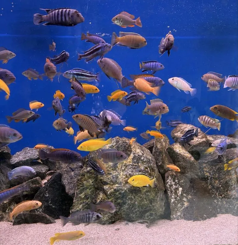 Kompatybilne ryby do pyszczaków