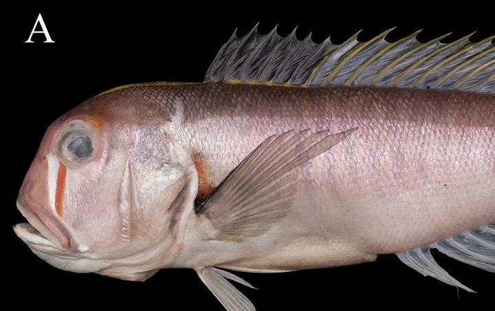 Komunikacja podwodna ryb