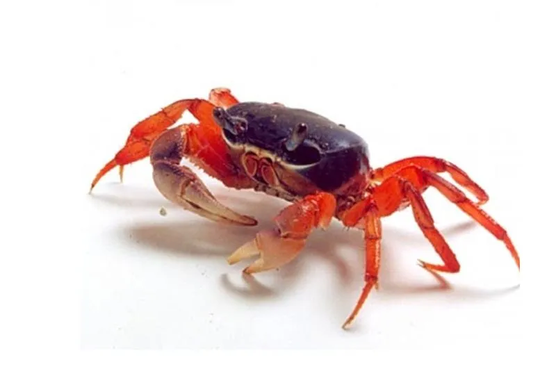 Koszty wyposażenia akwarium dla kraba