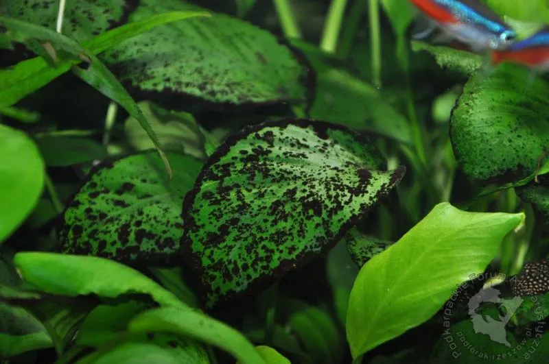 Krasnorosty w akwarium