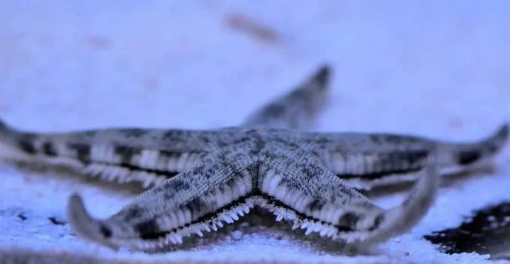 Krewetki i ślimaki w akwarium