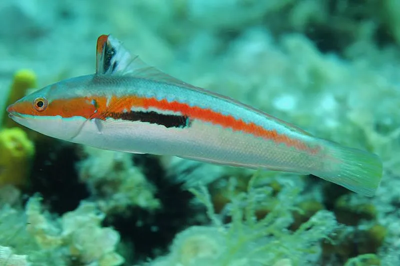 Kulinarne ryby Adriatyku