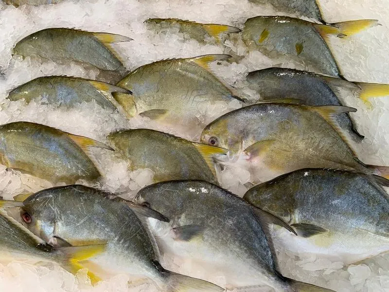 Leczenie zatrucia rybą maślaną