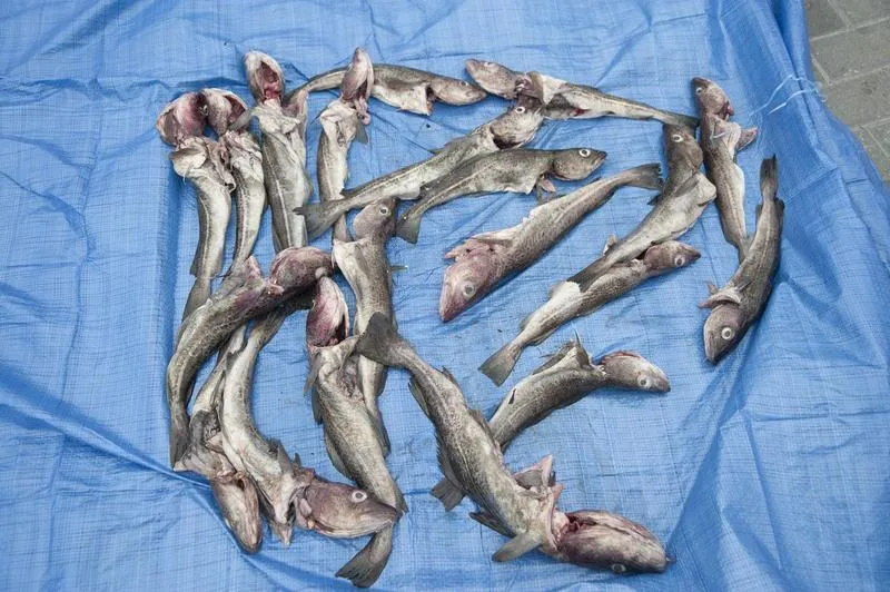 Metody wędkarskie na morzu