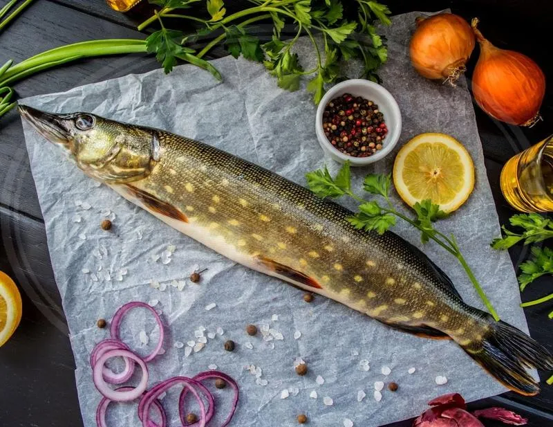 Najlepsze łowiska szczupaka w Polsce