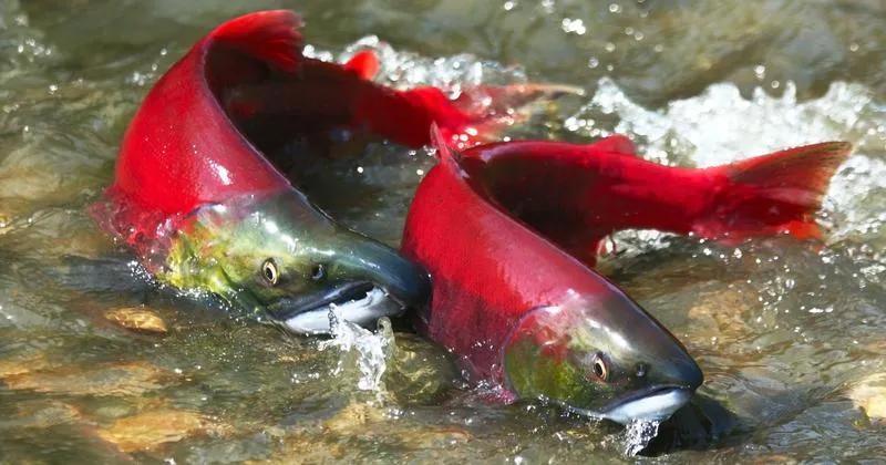 Najlepsze rzeki i jeziora na łososia