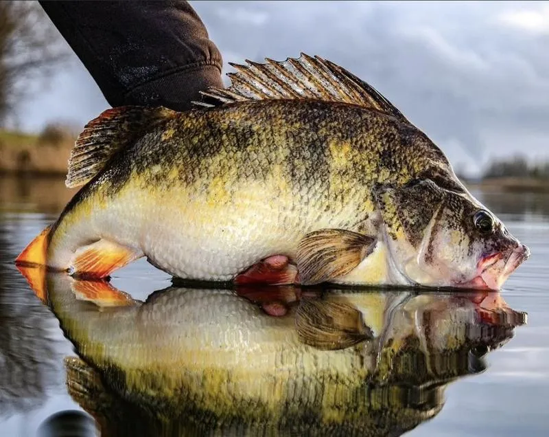 Najlepszy czas na łowienie sandacza