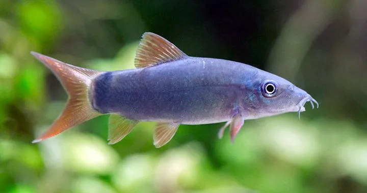 Najpopularniejsze gatunki ryb czyszczących