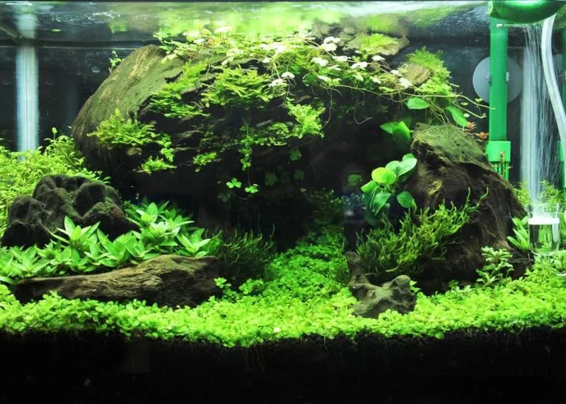 Naturalne metody walki z glonami