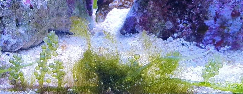 Naturalne metody walki z glonami