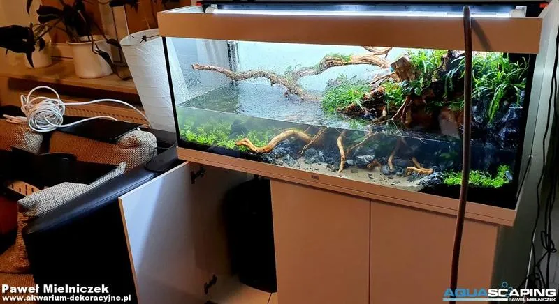 Naturalne metody zwalczania glonów