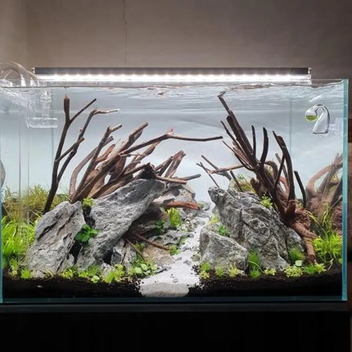 Naturalne sposoby czyszczenia akwarium