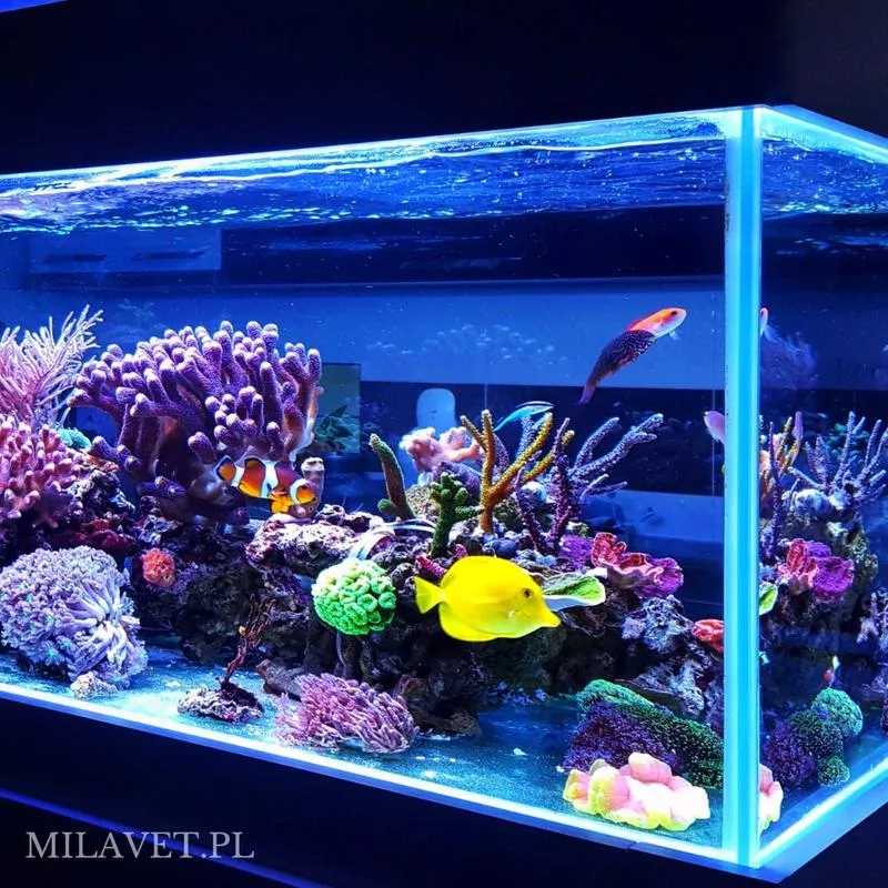 Oświetlenie akwarium