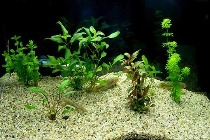 Płukanie żwirku do akwarium