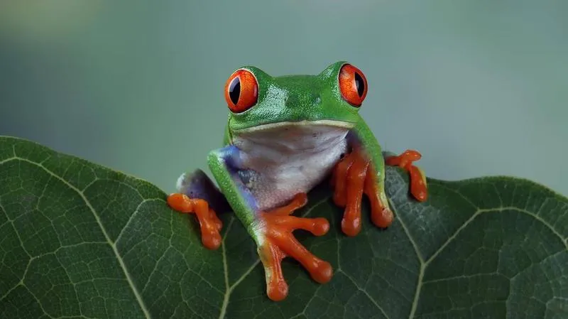 Pokarm dla żab w akwarium