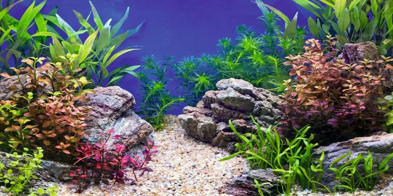 Projektowanie tła akwariowego