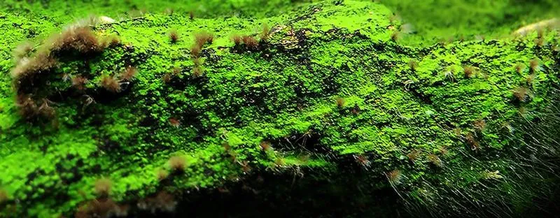 Przyczyny rozwoju glonów