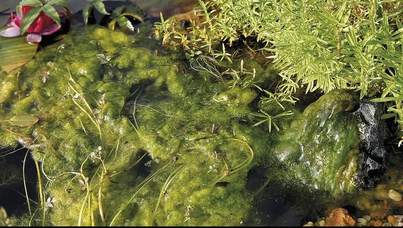 Przyczyny wzrostu glonów nitkowatych