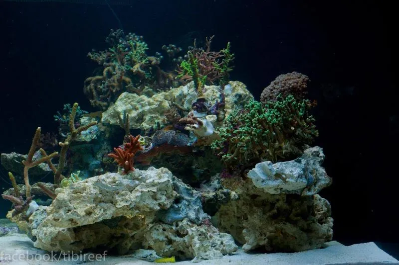 Przygotowanie akwarium do przeprowadzki