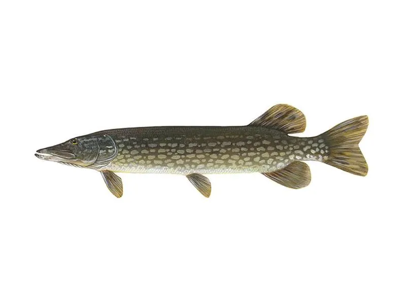 Przynęty na szczupaka w różnych porach roku