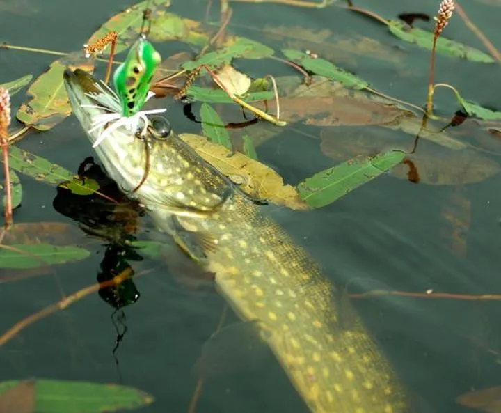 Przynęty powierzchniowe