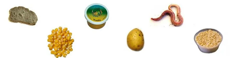 Przynęty sztuczne vs. naturalne