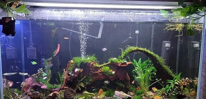 Rola tlenu w akwarium