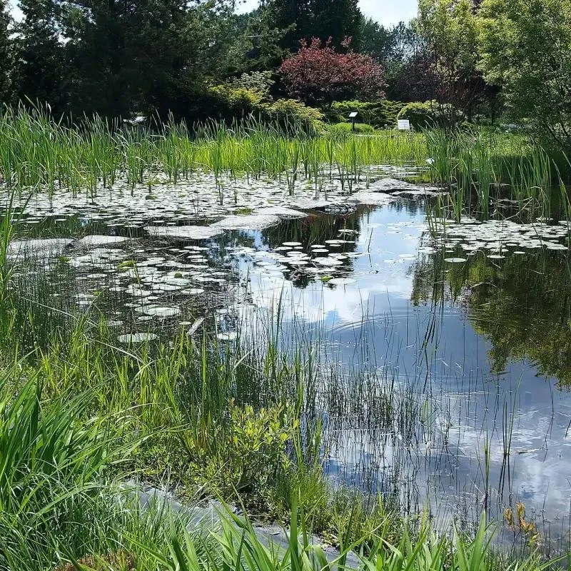 Rośliny i ryby do oczka wodnego