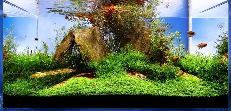 Rybki towarzyskie vs pojedyncze