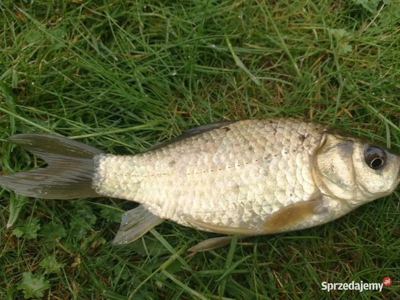 Rybne pary i współżycie gatunków