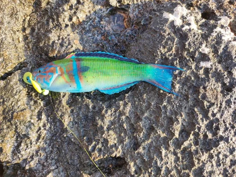 Ryby Morza Śródziemnego na Malcie