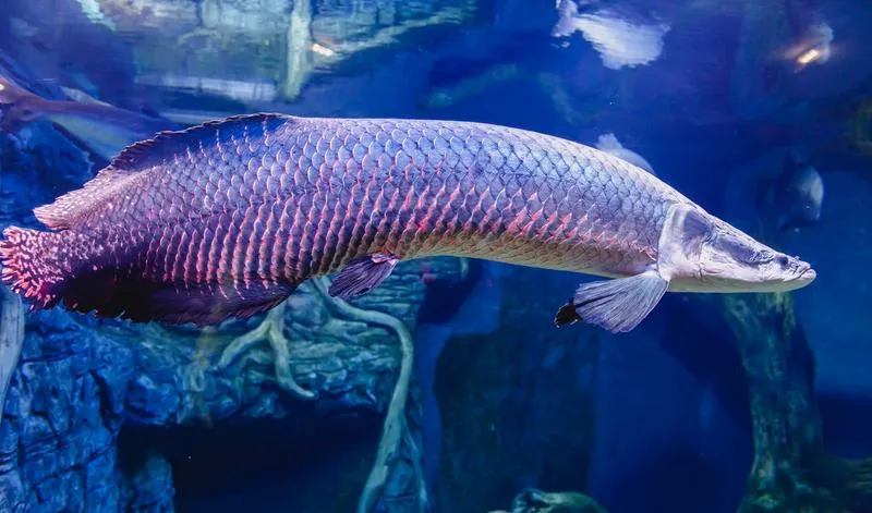 Ryby akwariowe dla początkujących