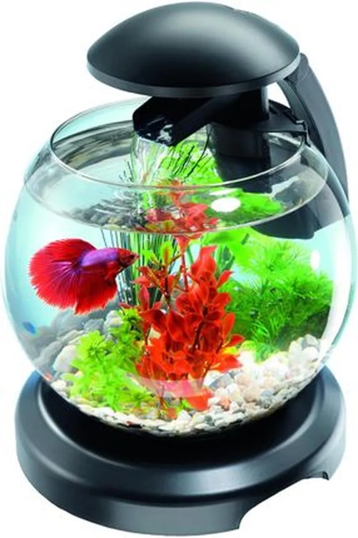 Ryby do akwarium z bojownikiem