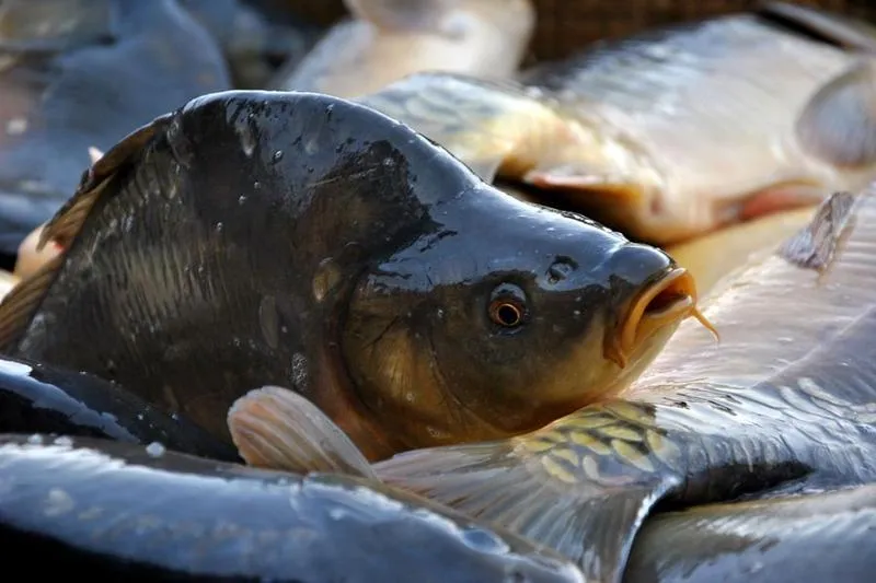 Ryby karpiowate i zęby gardłowe