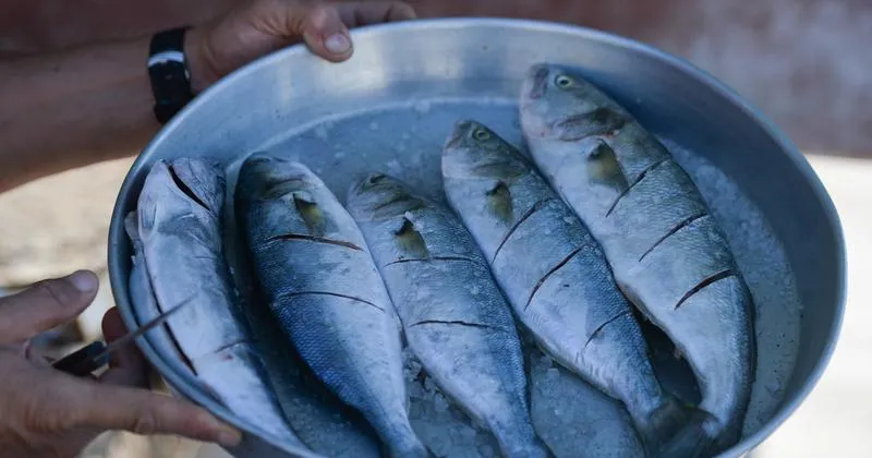 Ryby o wysokiej zawartości rtęci