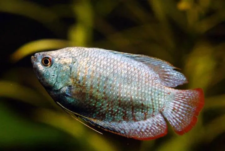 Ryby towarzyszące prętnikom