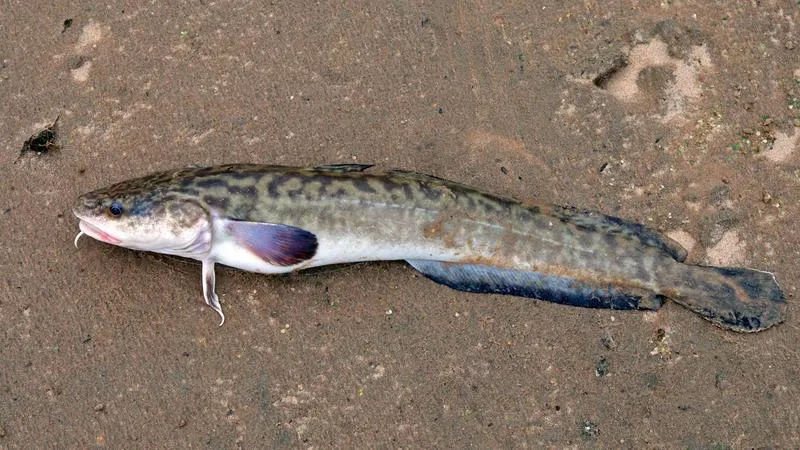 Sezon na miętusa i temperatura wody