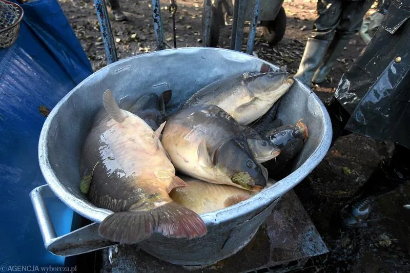 Skwer Jeżyce świeże ryby