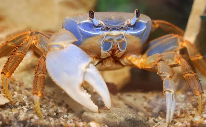 Ukryte wydatki w akwarystyce z krabami