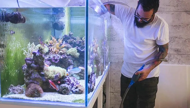 Usuwanie glonów w akwarium