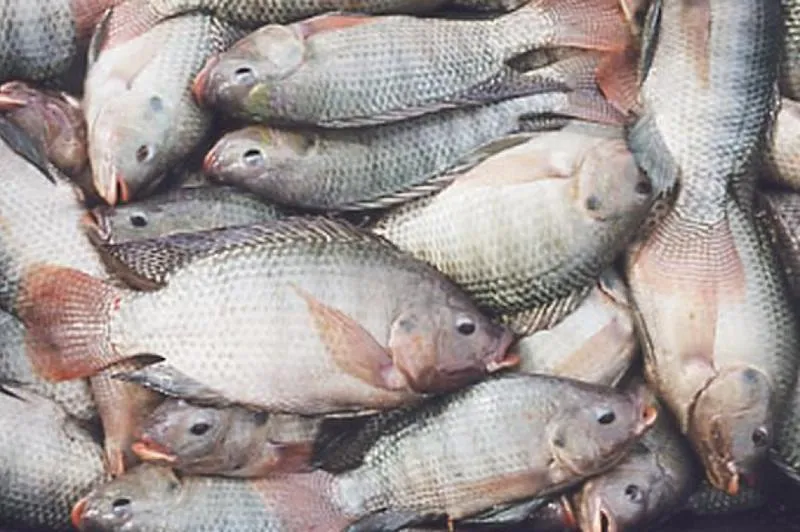 Wartości odżywcze ryb