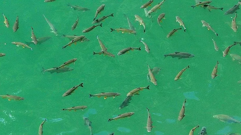 Wpływ środowiska na ryby Solina