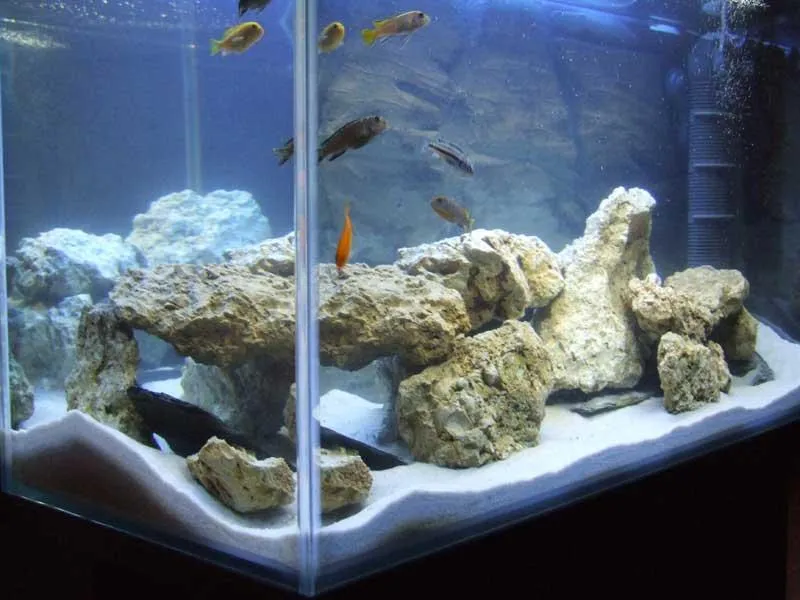 Wybór roślin i ryb do akwarium