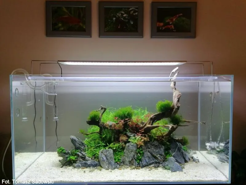 Wybór szkła do akwarium