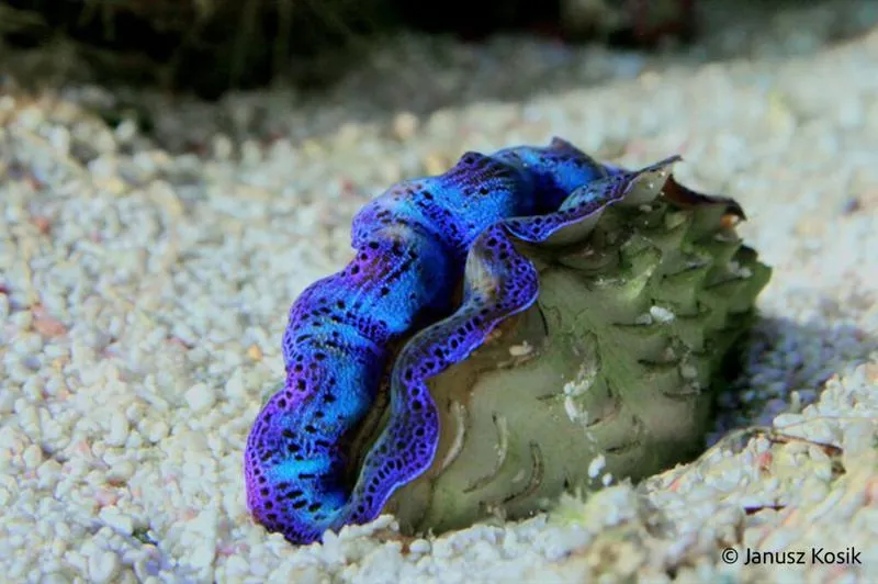 Wybór zwierząt do akwarium