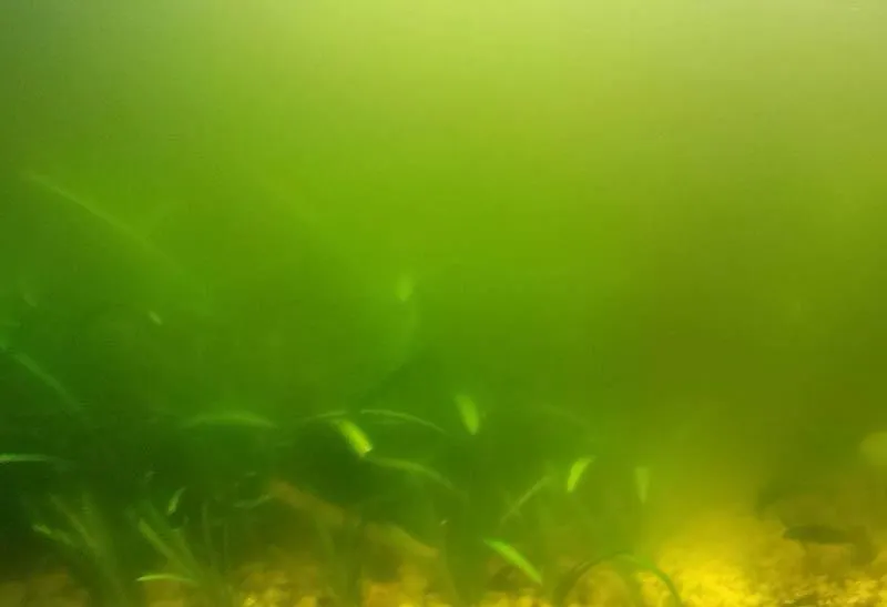 Wymiana wody w akwarium