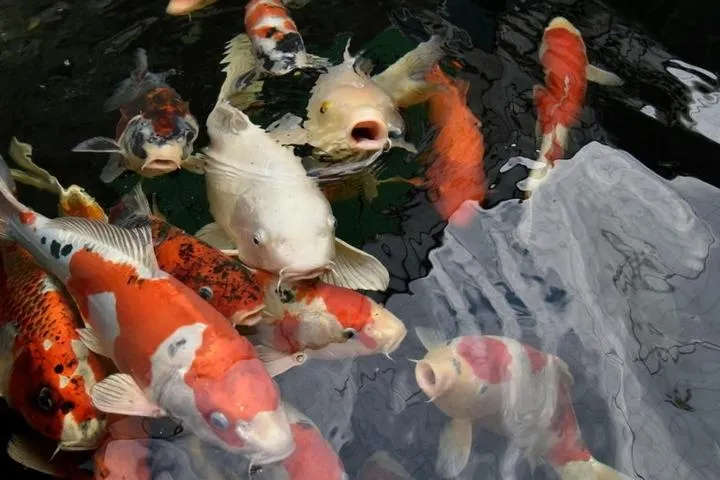 Zagrożenia antropogeniczne dla ryb