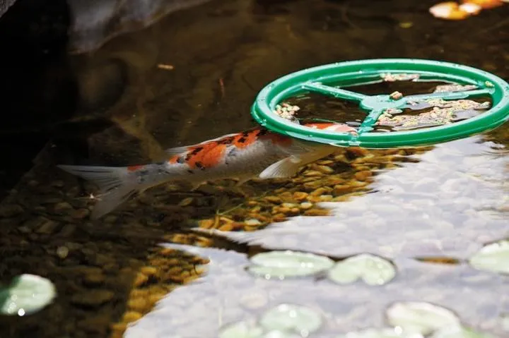 Zdrowie ryb akwariowych